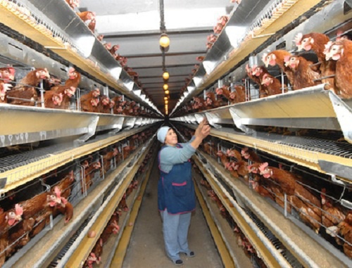 Poultry farm. Photo by Ivan Zhuravlev, "Yugopolis" Poultry farm. Photo by Ivan Zhuravlev, "Yugopolis"