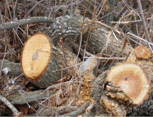Traces of tree cutting down revealed by activists of social organization "Bicycle+" in Azat Gorge of Armenia, January 6, 2012. Photo from Samvel Ovanesyan's page on the Facebook: http://www.facebook.com/samoxsamox Traces of tree cutting down revealed by activists of social organization "Bicycle+" in Azat Gorge of Armenia, January 6, 2012. Photo from Samvel Ovanesyan's page on the Facebook: http://www.facebook.com/samoxsamox