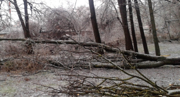 After icy rain in Krasnodar. January 21, 2014. Photo by Natalia Dorokhina for the ‘Caucasian Knot’.
