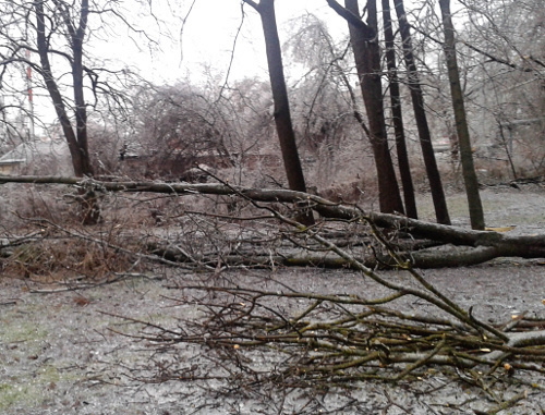 After icy rain in Krasnodar. January 21, 2014. Photo by Natalia Dorokhina for the ‘Caucasian Knot’.
