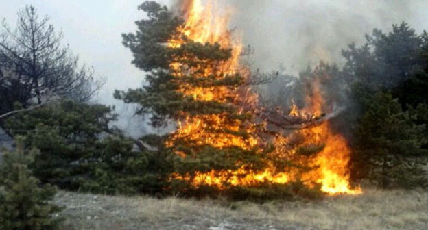 Forest is on fire for a week after special operation in Gumbet District of Dagestan, locals report. Dagestan, march 2014. Photo courtesy of an eyewitness Forest is on fire for a week after special operation in Gumbet District of Dagestan, locals report. Dagestan, march 2014. Photo courtesy of an eyewitness