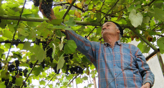 Georgia, Kakheti region. A winegrower is reaping a harvest. Photo: Mzuriana https://www.flickr.com/photos/hailebet/9406241456/ Georgia, Kakheti region. A winegrower is reaping a harvest. Photo: Mzuriana https://www.flickr.com/photos/hailebet/9406241456/