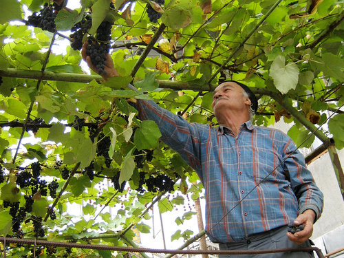 Georgia, Kakheti region. A winegrower is reaping a harvest. Photo: Mzuriana https://www.flickr.com/photos/hailebet/9406241456/ Georgia, Kakheti region. A winegrower is reaping a harvest. Photo: Mzuriana https://www.flickr.com/photos/hailebet/9406241456/