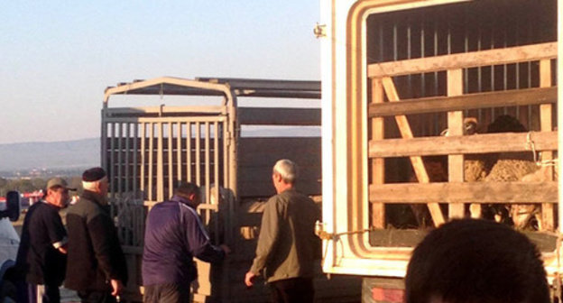 Residents of Chechnya standing near the trucks with sacrificial animals for Eid al-Adha. October 2014. Photo by Magomed Magomedov for the ‘Caucasian Knot’. Residents of Chechnya standing near the trucks with sacrificial animals for Eid al-Adha. October 2014. Photo by Magomed Magomedov for the ‘Caucasian Knot’.
