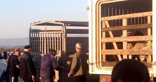 Residents of Chechnya standing near the trucks with sacrificial animals for Eid al-Adha. October 2014. Photo by Magomed Magomedov for the ‘Caucasian Knot’. Residents of Chechnya standing near the trucks with sacrificial animals for Eid al-Adha. October 2014. Photo by Magomed Magomedov for the ‘Caucasian Knot’.