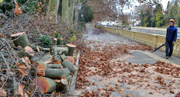 Converted timber in the streets of Sochi. November 2014. Photo by Svetlana Kravchenko for the "Caucasian Knot" Converted timber in the streets of Sochi. November 2014. Photo by Svetlana Kravchenko for the "Caucasian Knot"