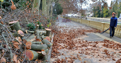 Converted timber in the streets of Sochi. November 2014. Photo by Svetlana Kravchenko for the "Caucasian Knot" Converted timber in the streets of Sochi. November 2014. Photo by Svetlana Kravchenko for the "Caucasian Knot"