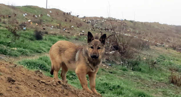 A dog on the contact line. Photo by Alvard Grigoryan for the "Caucasian Knot" A dog on the contact line. Photo by Alvard Grigoryan for the "Caucasian Knot"