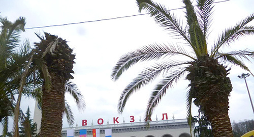 Palm trees near Sochi Railway Station being damaged by insects brought from Italy. Photo by Svetlana Kravchenko for the ‘Caucasian Knot’. Palm trees near Sochi Railway Station being damaged by insects brought from Italy. Photo by Svetlana Kravchenko for the ‘Caucasian Knot’.