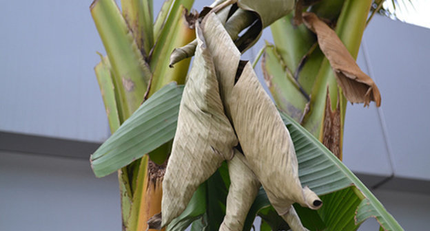 Palm tree in Sochi severely damaged by insects. Photo by Svetlana Kravchenko for the ‘Caucasian Knot’ Palm tree in Sochi severely damaged by insects. Photo by Svetlana Kravchenko for the ‘Caucasian Knot’