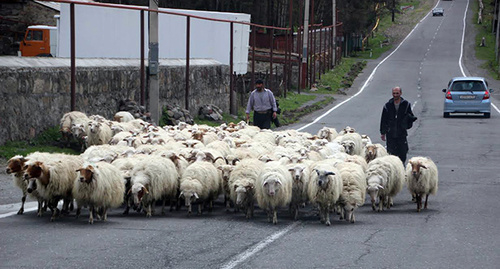 In the road in Georgia. Photo by Akhmed Aldebirov for the "Caucasian Knot" In the road in Georgia. Photo by Akhmed Aldebirov for the "Caucasian Knot"