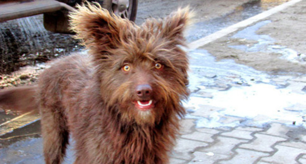 Stray dog. Photo by Vyacheslav Yaschenko for the ‘Caucasian Knot’. Stray dog. Photo by Vyacheslav Yaschenko for the ‘Caucasian Knot’.