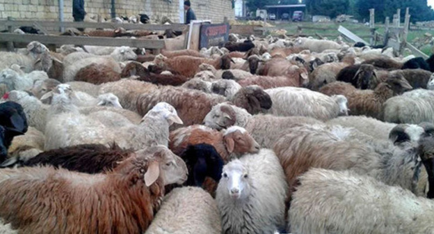 Sacrificial animals for the celebration of Kurban Bayram. Photo by Patimat Makhmudova for the "Caucasian Knot" Sacrificial animals for the celebration of Kurban Bayram. Photo by Patimat Makhmudova for the "Caucasian Knot"