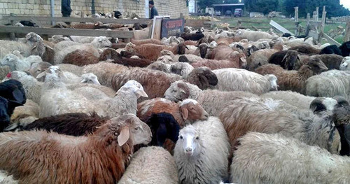 Sacrificial animals for the celebration of Kurban Bayram. Photo by Patimat Makhmudova for the "Caucasian Knot" Sacrificial animals for the celebration of Kurban Bayram. Photo by Patimat Makhmudova for the "Caucasian Knot"