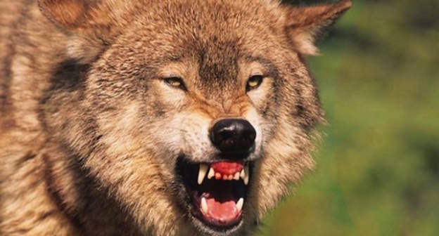A wolf. Photo: Tom Tietz, Linkedin.com A wolf. Photo: Tom Tietz, Linkedin.com