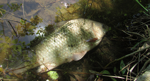 Carp trying to respire in the clean water during the drought in summer of 2015. Photo by Vyacheslav Yaschenko for the "Caucasian Knot" Carp trying to respire in the clean water during the drought in summer of 2015. Photo by Vyacheslav Yaschenko for the "Caucasian Knot"