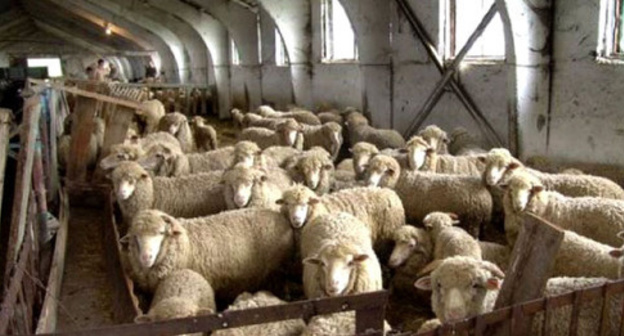 Farm in Dagestan. Photo: http://www.riadagestan.ru/ Farm in Dagestan. Photo: http://www.riadagestan.ru/