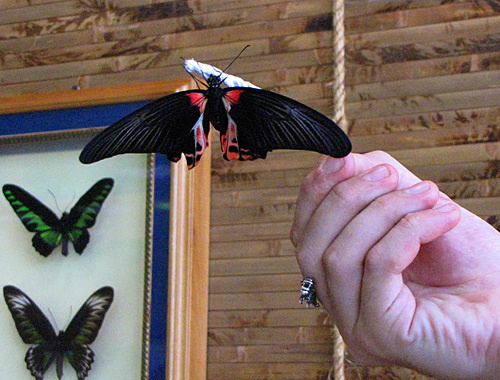 Park of live butterflies in Rostov-on-Don, Rumyantsev's swallowtail butterfly. July 31, 2010. Photo by the "Caucasian Knot" Park of live butterflies in Rostov-on-Don, Rumyantsev's swallowtail butterfly. July 31, 2010. Photo by the "Caucasian Knot"