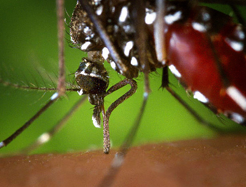 Mosquito "Asian Tiger" - carrier of West Nile Encephalitis. Photo by http://ru.wikipedia.org Mosquito "Asian Tiger" - carrier of West Nile Encephalitis. Photo by http://ru.wikipedia.org