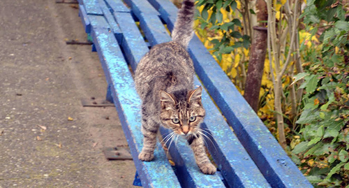 A cat in Sochi. Photo by Svetlana Kravchenko for the "Caucasian Knot" A cat in Sochi. Photo by Svetlana Kravchenko for the "Caucasian Knot"