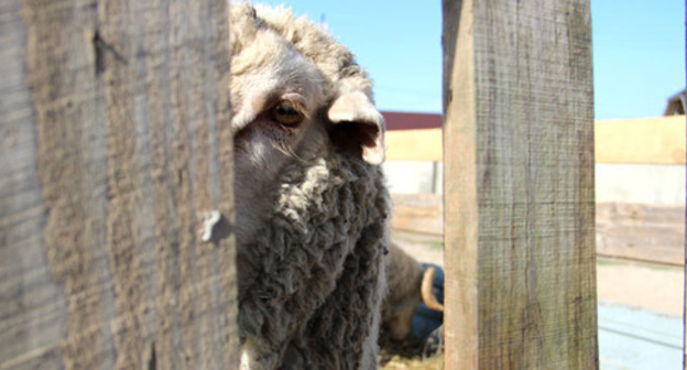 A sacrificial sheep. Photo by Magomed Magomedov for the "Caucasian Knot" A sacrificial sheep. Photo by Magomed Magomedov for the "Caucasian Knot"
