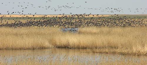 The "Dagestani" natural reserve. Kizlyar Bay. Photo: Djamirzoev G.S. http://www.dagzapoved.ru/sites/default/files/kizlyar_photo2.jpg The "Dagestani" natural reserve. Kizlyar Bay. Photo: Djamirzoev G.S. http://www.dagzapoved.ru/sites/default/files/kizlyar_photo2.jpg