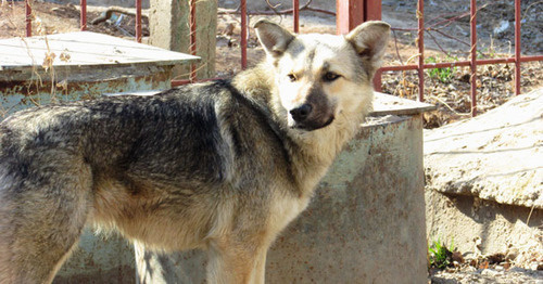 A stray dog. Photo by Vyacheslav Yaschenko for the "Caucasian Knot" A stray dog. Photo by Vyacheslav Yaschenko for the "Caucasian Knot"
