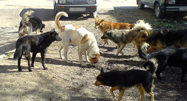 Stray dogs in Makhachkala. Photo: http://www.riadagestan.ru/news/society/brodyachie_sobaki_sotsialnaya_problema_ili_sostoyanie_respubliki/ Stray dogs in Makhachkala. Photo: http://www.riadagestan.ru/news/society/brodyachie_sobaki_sotsialnaya_problema_ili_sostoyanie_respubliki/