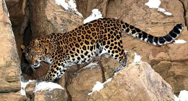 Persian leopard. Photo: http://green-city.su/russkie-zapovedniki-v-kino/ Persian leopard. Photo: http://green-city.su/russkie-zapovedniki-v-kino/