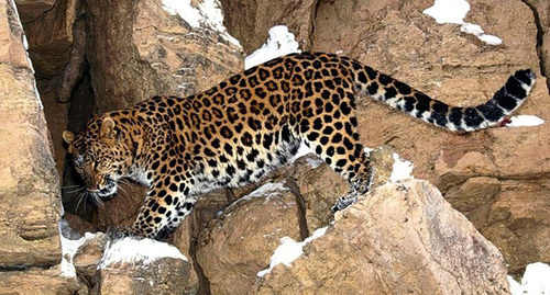 Persian leopard. Photo: http://green-city.su/russkie-zapovedniki-v-kino/ Persian leopard. Photo: http://green-city.su/russkie-zapovedniki-v-kino/