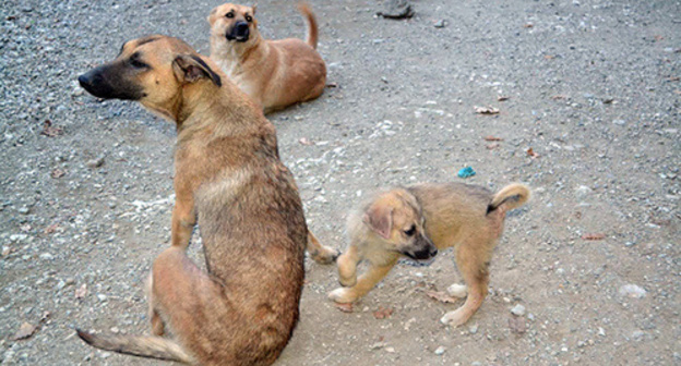 Stray dogs. Photo by Svetlana Kravchenko for the 'Caucasian Knot'. Stray dogs. Photo by Svetlana Kravchenko for the 'Caucasian Knot'.