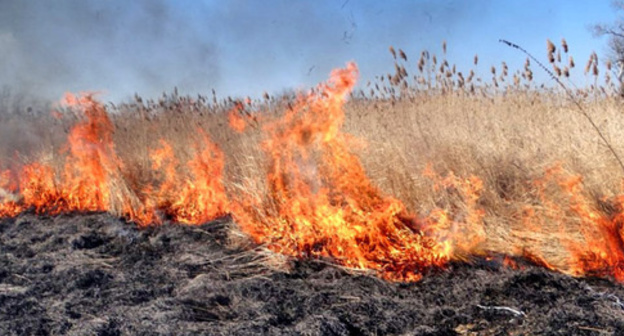 Dry cane caught fire. Photo: http://ewnc.org/node/23580 Dry cane caught fire. Photo: http://ewnc.org/node/23580