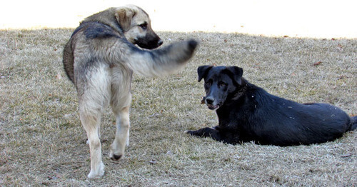 Stray dogs. Photo by Vyacheslav Yaschenko for the "Caucasian Knot" Stray dogs. Photo by Vyacheslav Yaschenko for the "Caucasian Knot"