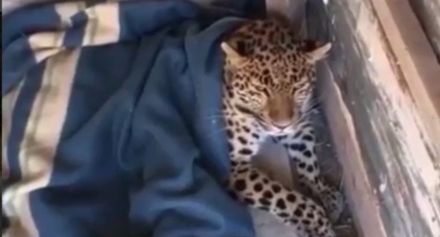 Leopard after being caught. Screenshot: https://www.instagram.com/p/BVt8CHngc4c/?taken-by=golos.dagestana Leopard after being caught. Screenshot: https://www.instagram.com/p/BVt8CHngc4c/?taken-by=golos.dagestana