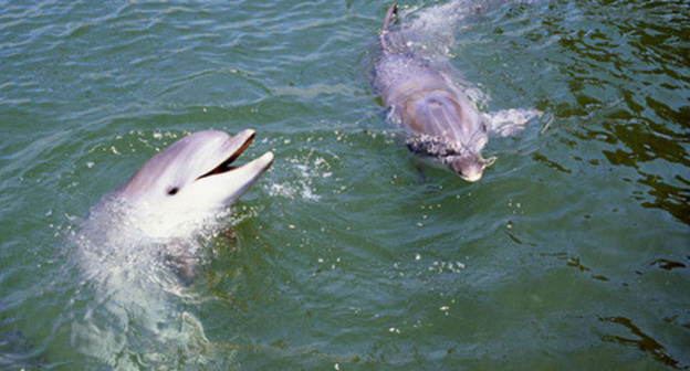 Dolphins. Photo https://sputnik-georgia.ru Dolphins. Photo https://sputnik-georgia.ru