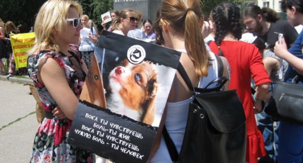 Picket in defence of animals in Rostov-on-Don, July 8, 2017. Photo by Konstantin Volgin for the Caucasian Knot. Picket in defence of animals in Rostov-on-Don, July 8, 2017. Photo by Konstantin Volgin for the Caucasian Knot.