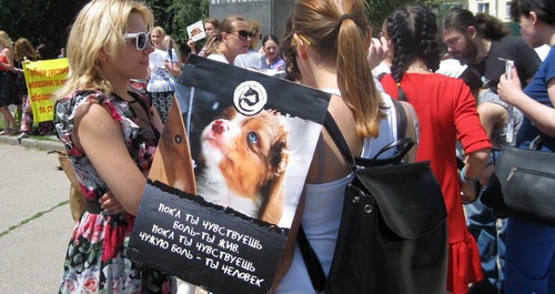 Picket in defence of animals in Rostov-on-Don, July 8, 2017. Photo by Konstantin Volgin for the Caucasian Knot. Picket in defence of animals in Rostov-on-Don, July 8, 2017. Photo by Konstantin Volgin for the Caucasian Knot.
