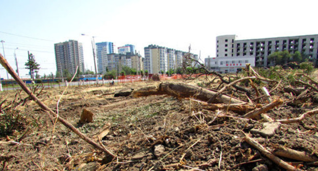 At the place where the trees were cut down near the Widow's Park at the Mamaev Mound. Volgograd, July 27, 2017. Photo by Vyacheslav Yaschenko for "Caucasian Knot" At the place where the trees were cut down near the Widow's Park at the Mamaev Mound. Volgograd, July 27, 2017. Photo by Vyacheslav Yaschenko for "Caucasian Knot"