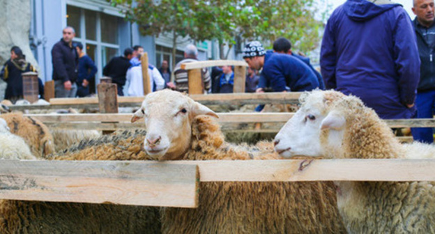 Sacrificial animals for Kurban Bayram holiday. Photo by Aziz Karimov for the Caucasian Knot. Sacrificial animals for Kurban Bayram holiday. Photo by Aziz Karimov for the Caucasian Knot.