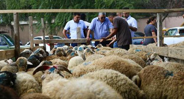 Sheep in the market on Eid al-Adha holiday. Photo by Aziz Karimov for the Caucasian Knot. Sheep in the market on Eid al-Adha holiday. Photo by Aziz Karimov for the Caucasian Knot.
