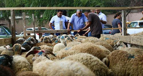 Sheep in the market on Eid al-Adha holiday. Photo by Aziz Karimov for the Caucasian Knot. Sheep in the market on Eid al-Adha holiday. Photo by Aziz Karimov for the Caucasian Knot.