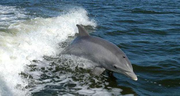 A dolphin. Photo: NASAs https://ru.wikipedia.org A dolphin. Photo: NASAs https://ru.wikipedia.org