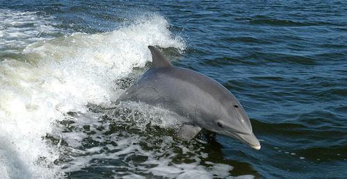 A dolphin. Photo: NASAs https://ru.wikipedia.org A dolphin. Photo: NASAs https://ru.wikipedia.org