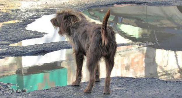 A stray dog. Photo by Vyacheslav Yaschenko for the "Caucasian Knot" A stray dog. Photo by Vyacheslav Yaschenko for the "Caucasian Knot"