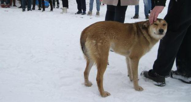 Stray dog. Photo by Konstantin Volgin for the Caucasian Knot. Stray dog. Photo by Konstantin Volgin for the Caucasian Knot.