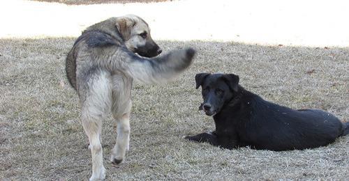 Stray dogs. Photo by Vyacheslav Yaschenko for the "Caucasian Knot" Stray dogs. Photo by Vyacheslav Yaschenko for the "Caucasian Knot"