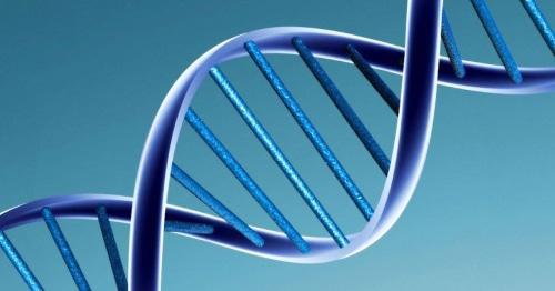 The DNA molecule. Photo: wikipedia.org The DNA molecule. Photo: wikipedia.org