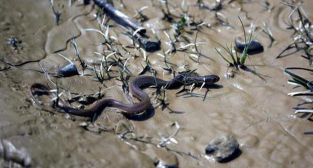 A snake. Photo: REUTERS/Navesh Chitrakar A snake. Photo: REUTERS/Navesh Chitrakar
