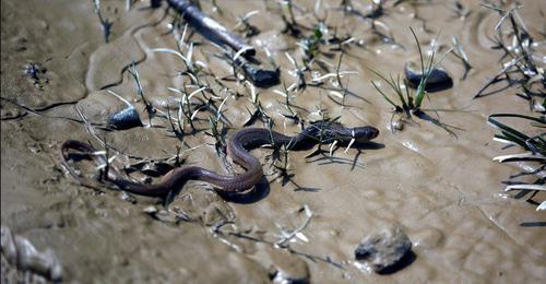 A snake. Photo: REUTERS/Navesh Chitrakar A snake. Photo: REUTERS/Navesh Chitrakar