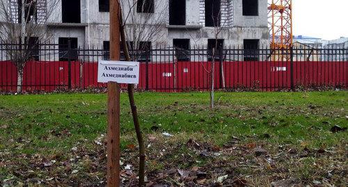 Tree planted in memory of journalist Akhmednabi Akhmednabiyev. Photo by Rasul Magomedov for the Caucasian Knot Tree planted in memory of journalist Akhmednabi Akhmednabiyev. Photo by Rasul Magomedov for the Caucasian Knot